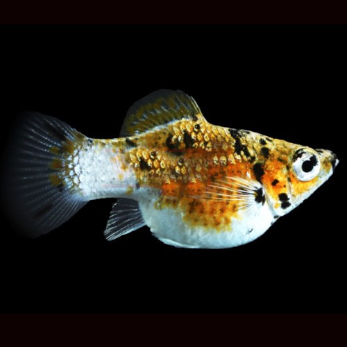 Poeciliidae sphenops Balloon leopard - Ballon tiger molly M